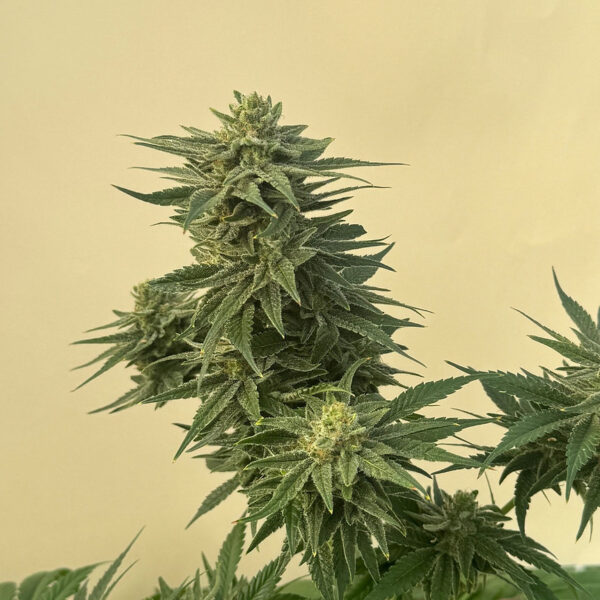 Caramelo CBD Feminized Seeds