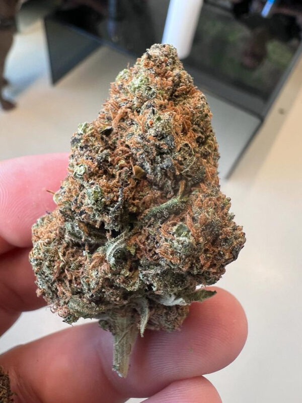 Caramelo CBD Feminized Seeds - Image 2
