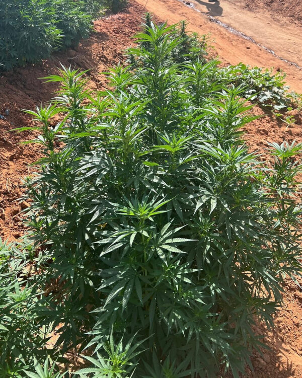 Caramelo CBD Feminized Seeds - Image 3