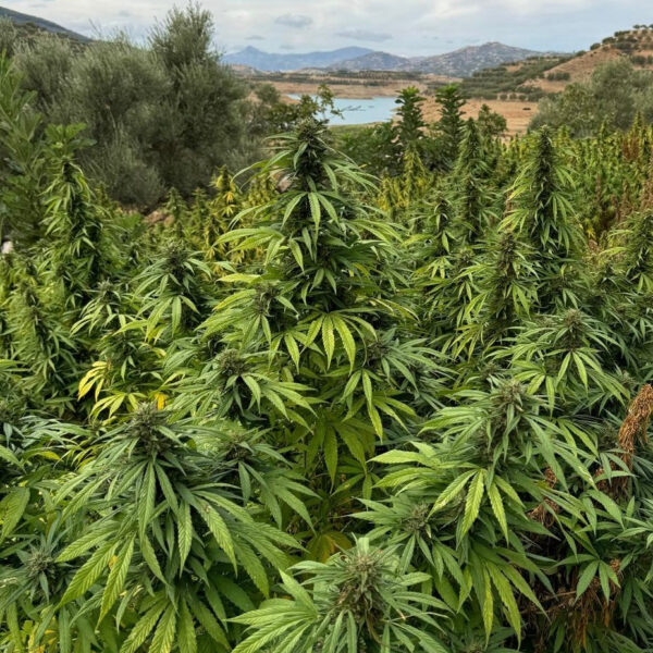 Fruit Cake CBD Feminized Seeds - Image 3