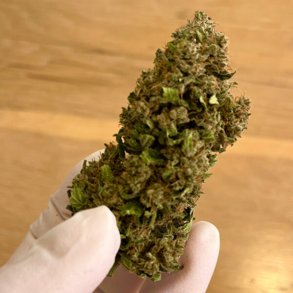 Golden Fruit CBD Feminized Seeds - Image 2