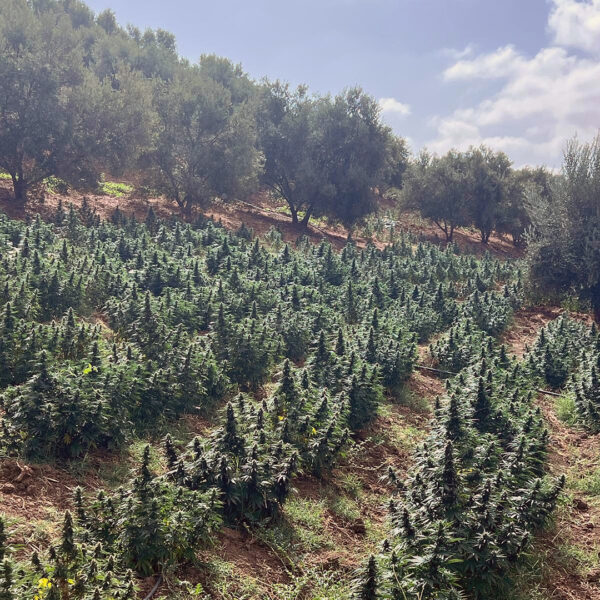 Golden Fruit CBD Feminized Seeds - Image 3