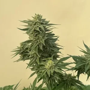 Caramelo CBD feminized plant