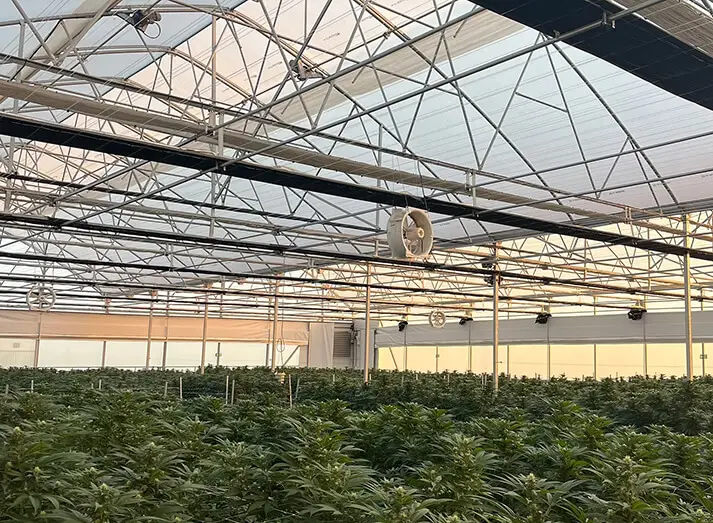 Indoor hemp cultivation greenhouse at Ecotrio Labs