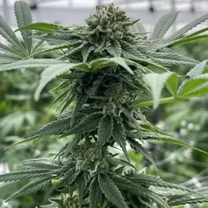 FC Main CBD plant