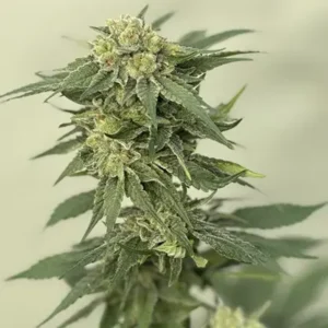 Golden Fruit CBD plant