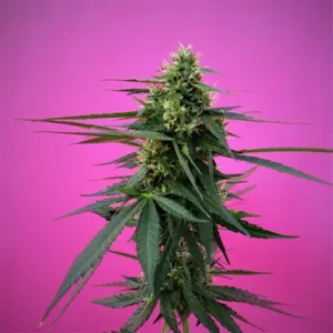 Kompolti CBD hemp plant
