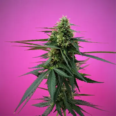 Kompolti CBD hemp plant