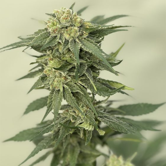golden-fruit-01